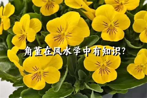 角堇在风水学中有知识？