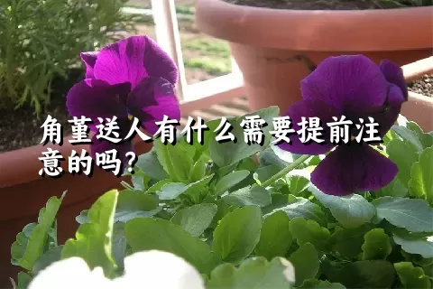 角堇送人有什么需要提前注意的吗？