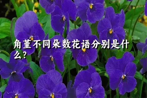 角堇不同朵数花语分别是什么？