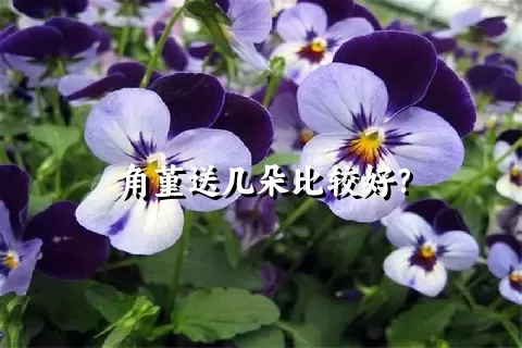 角堇送几朵比较好？