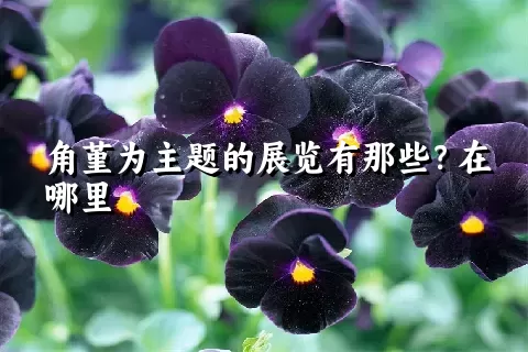 角堇为主题的展览有那些？在哪里