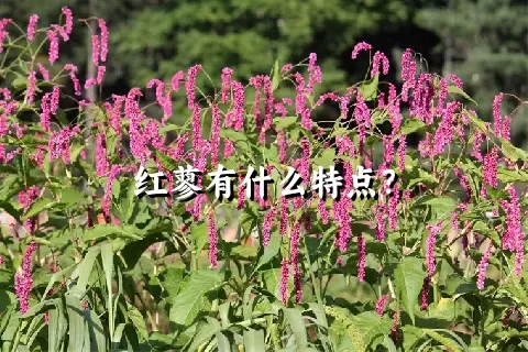 红蓼有什么特点？