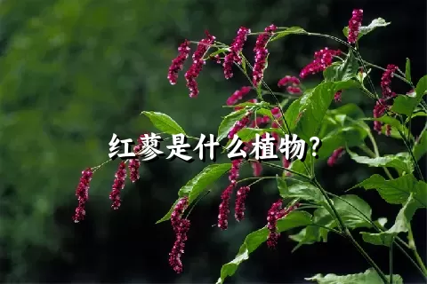 红蓼是什么植物？