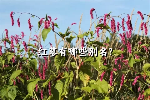 红蓼有哪些别名？