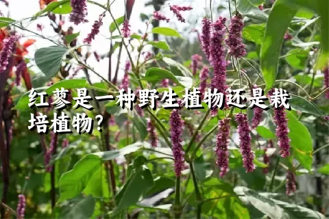 红蓼是一种野生植物还是栽培植物？