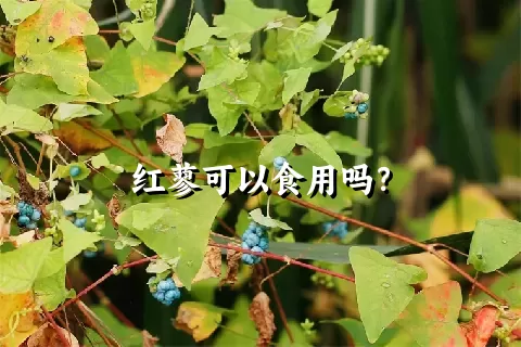 红蓼可以食用吗？