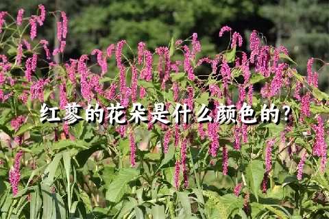 红蓼的花朵是什么颜色的？