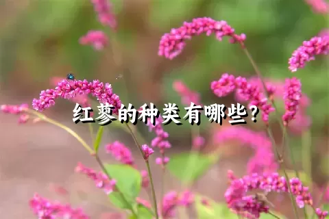 红蓼的种类有哪些？