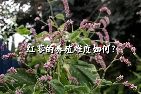 红蓼的养殖难度如何？