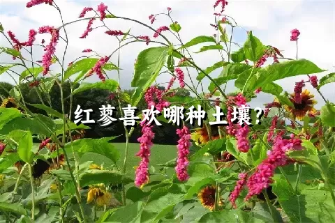 红蓼喜欢哪种土壤？