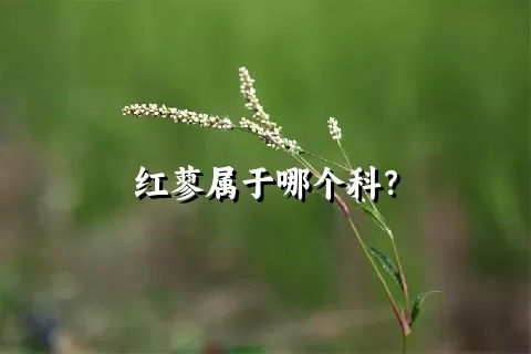 红蓼属于哪个科？