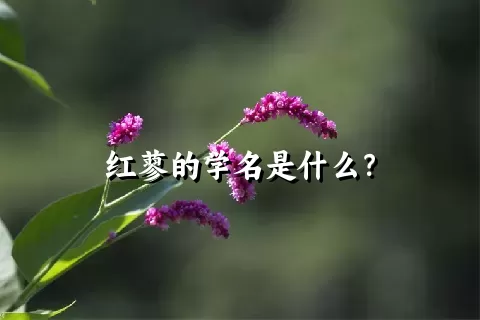 红蓼的学名是什么？