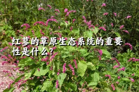 红蓼的草原生态系统的重要性是什么？