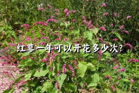 红蓼一年可以开花多少次？