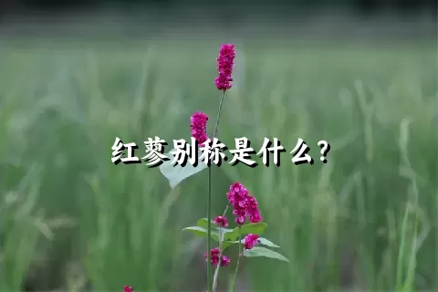 红蓼别称是什么？