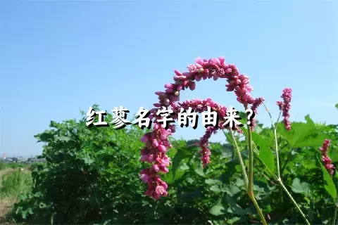 红蓼名字的由来？