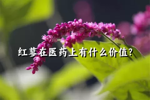 红蓼在医药上有什么价值？