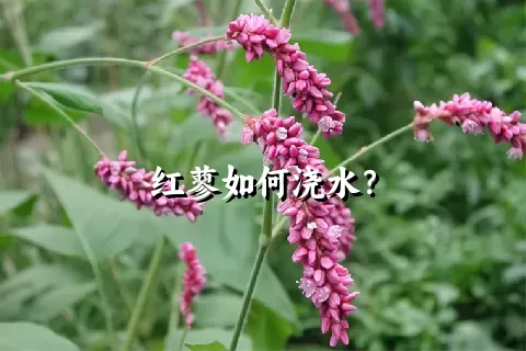 红蓼如何浇水？