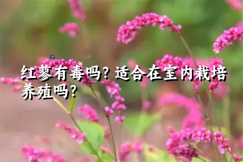 红蓼有毒吗？适合在室内栽培养殖吗？