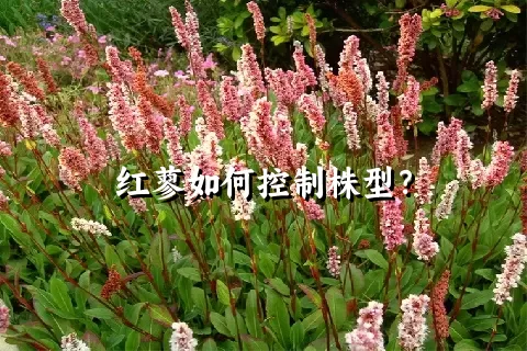 红蓼如何控制株型？