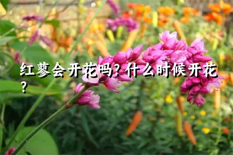 红蓼会开花吗？什么时候开花？