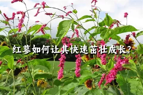 红蓼如何让其快速茁壮成长？