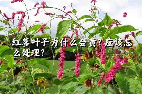 红蓼叶子为什么会黄？应该怎么处理？