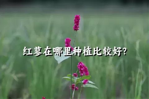 红蓼在哪里种植比较好？