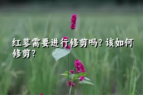 红蓼需要进行修剪吗？该如何修剪？