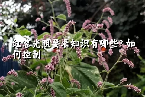 红蓼光照要求知识有哪些？如何控制