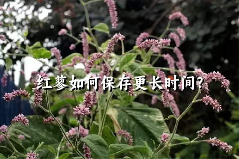 红蓼如何保存更长时间？