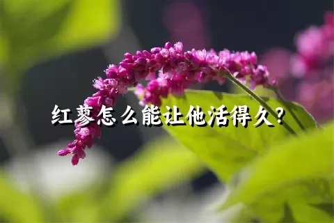 红蓼怎么能让他活得久？