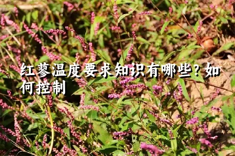 红蓼温度要求知识有哪些？如何控制