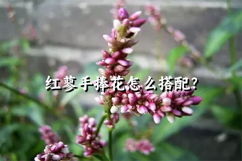 红蓼手捧花怎么搭配？