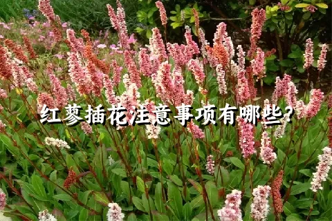 红蓼插花注意事项有哪些？