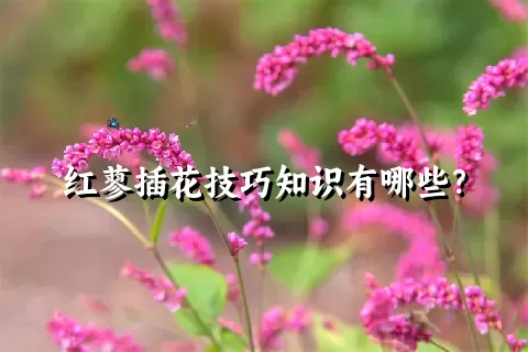 红蓼插花技巧知识有哪些？