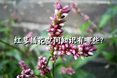 红蓼插花空间知识有哪些？