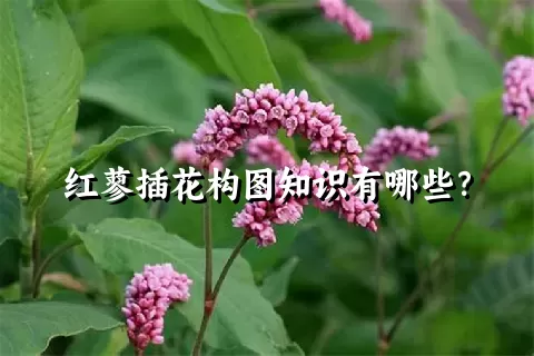 红蓼插花构图知识有哪些？