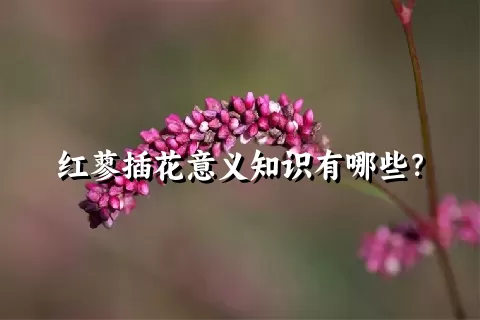 红蓼插花意义知识有哪些？