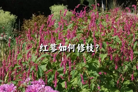 红蓼如何修枝？