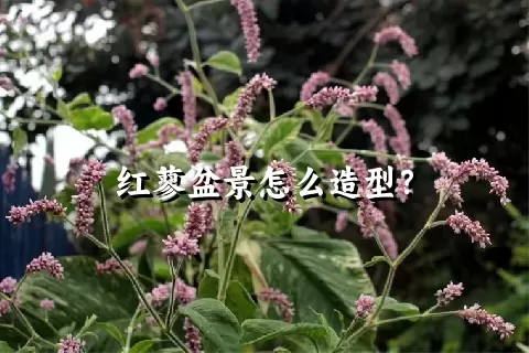 红蓼盆景怎么造型？