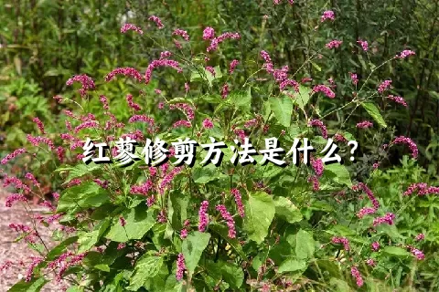 红蓼修剪方法是什么？