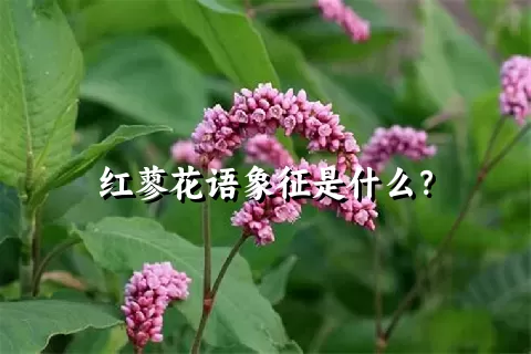 红蓼花语象征是什么？