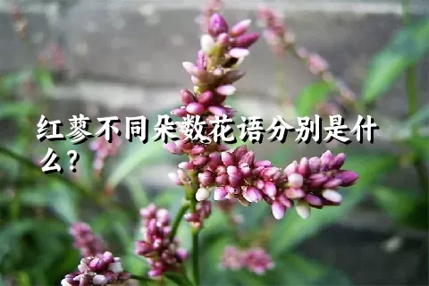 红蓼不同朵数花语分别是什么？