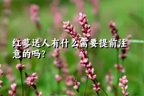 红蓼送人有什么需要提前注意的吗？