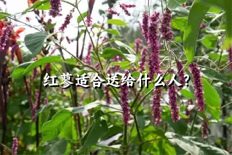 红蓼适合送给什么人？