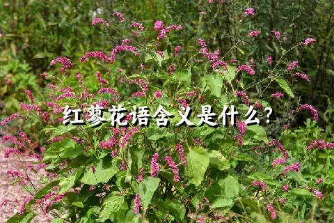 红蓼花语含义是什么？