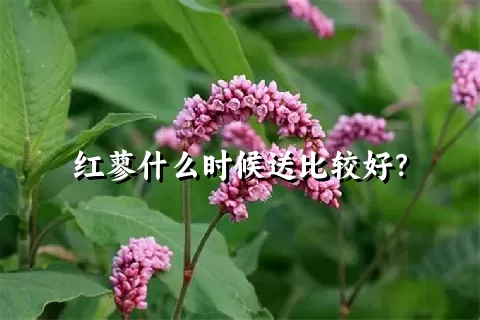 红蓼什么时候送比较好？