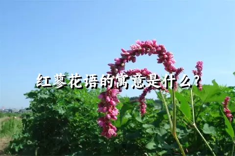 红蓼花语的寓意是什么？