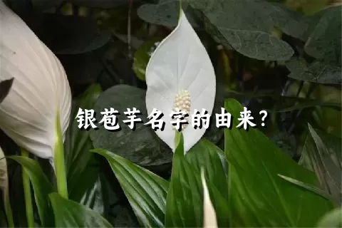 银苞芋名字的由来？